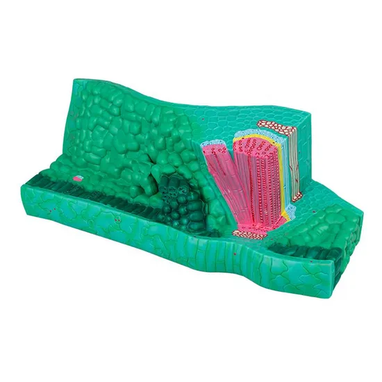 Teaching Tool 3D Leaf Structure Model for Botany 