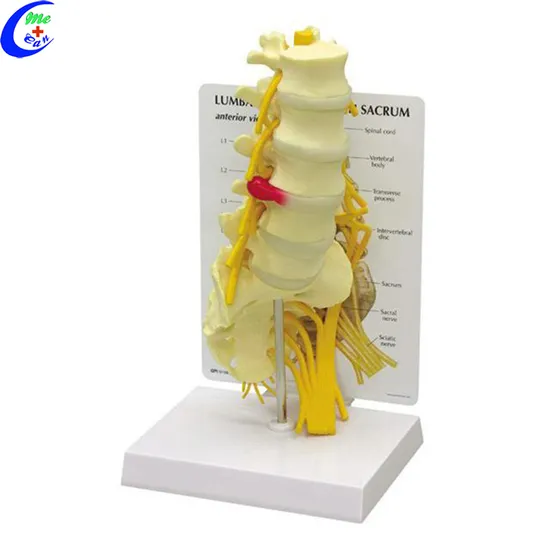 Medical Models Human Anatomy Spine 3D Model 
