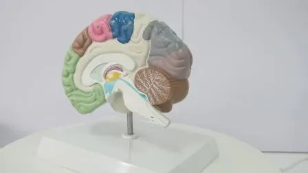 Human 3 Times Enlarge 4 Parts 3D Heart Model 