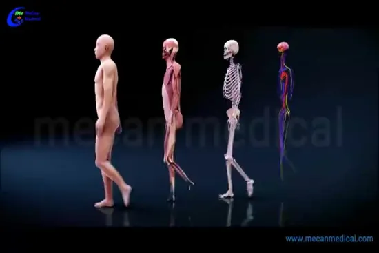 3D Virtual Autopsy Table, Anatomy Teaching System for School and University 
