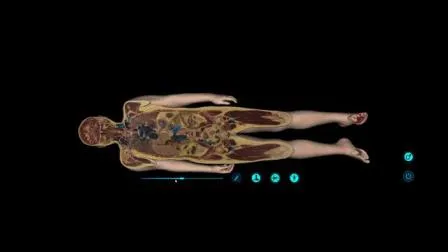 Virtual Dissection Table 3D Body Human Anatomy System for Sale 